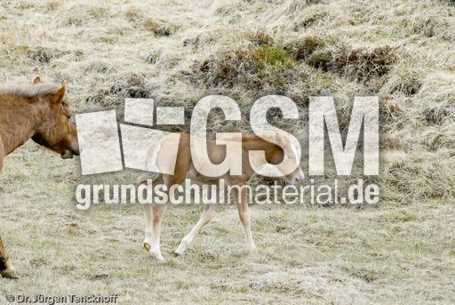 Islandpferde (24 von 50).jpg